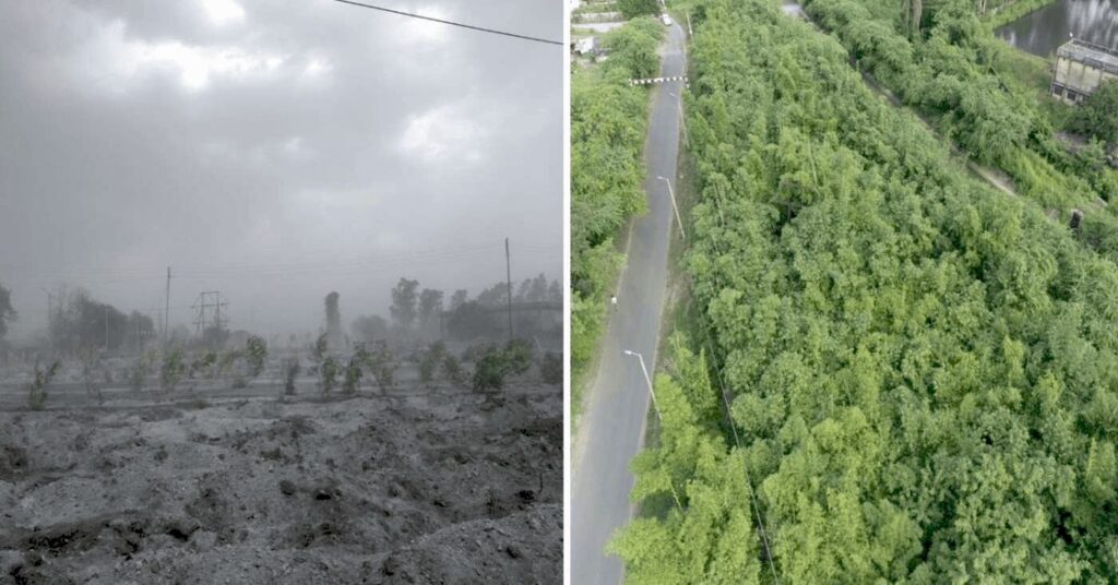 Бамбук на забруднених землях Індії