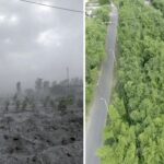 Бамбук на забруднених землях Індії