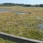 Солончаковий боліт Belle Isle Marsh з птахами
