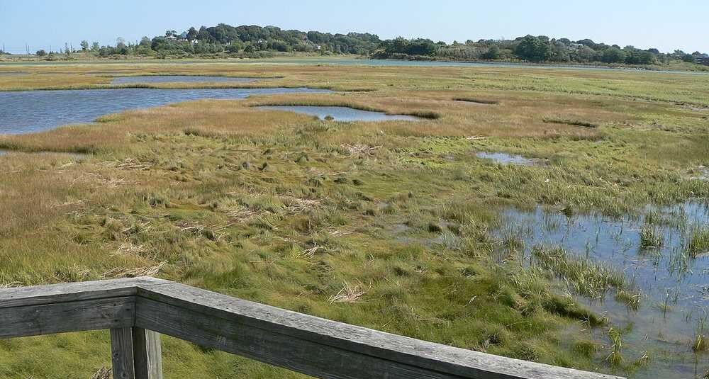 Солончаковий боліт Belle Isle Marsh з птахами