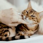Звук муркотіння кота для зняття стресу