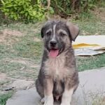Собака Рокі, герой з Індії