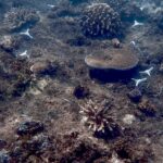 Лабораторія ReefSeed для розмноження коралів у Мальдівах