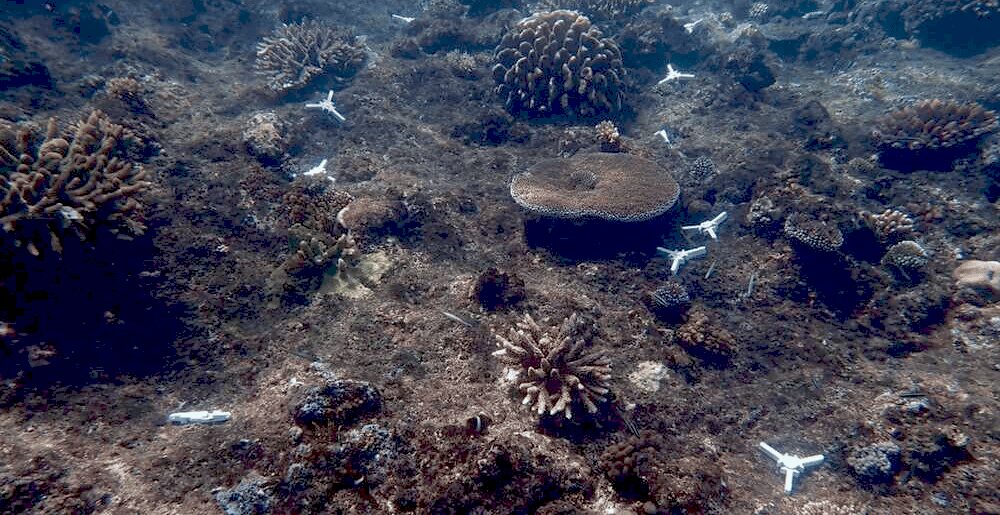 Лабораторія ReefSeed для розмноження коралів у Мальдівах