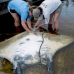 Mobula yarae новий вид манти