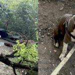 Гері Тайнс з собакою, що врятував життя