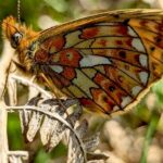 Відновлення природних видів в Великій Британії