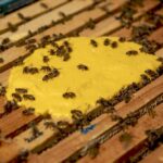 Бджоли, що отримують нове харчування