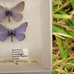 Метелики Xerces в Каліфорнії