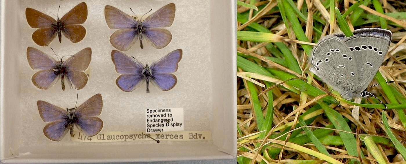 Метелики Xerces в Каліфорнії