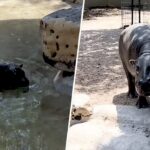 Малюк пігмеєвого бегемота у воді