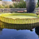 Водяні лілії витримують велику вагу на конкурсі