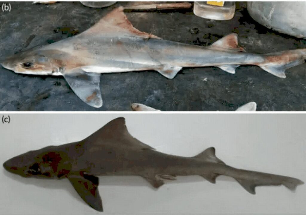 Рідкісна акула sailback houndshark