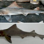 Рідкісна акула sailback houndshark