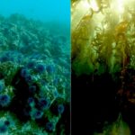 Водорості у Санта-Моніці після знищення морських їжаків