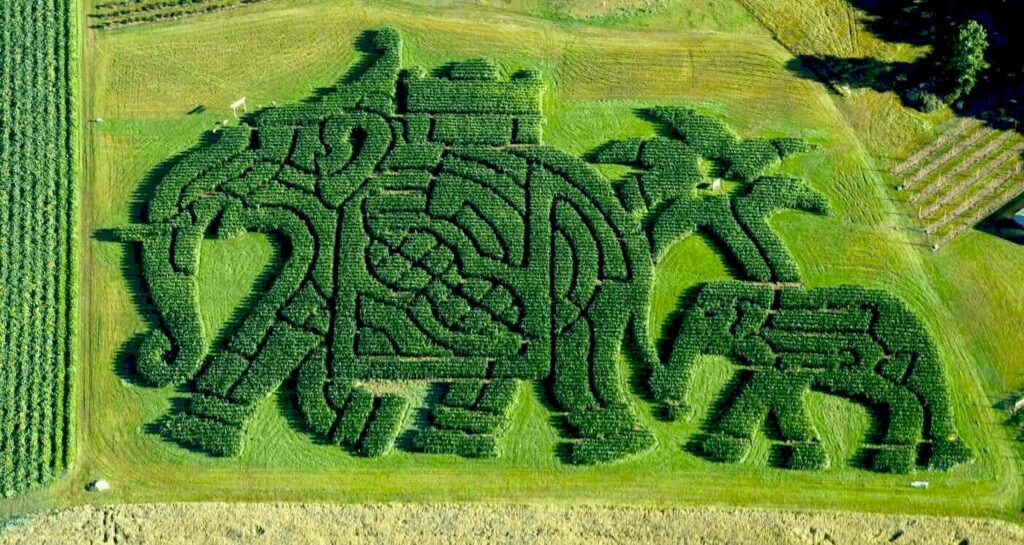 Найкращий кукурудзяний лабіринт в Америці Treworgy Orchards