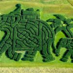 Найкращий кукурудзяний лабіринт в Америці Treworgy Orchards